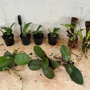 Kit I Mudas de Orquídeas Variadas - Jardim com Flores